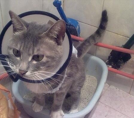 How to teach a cat to use the CAT LITTER？